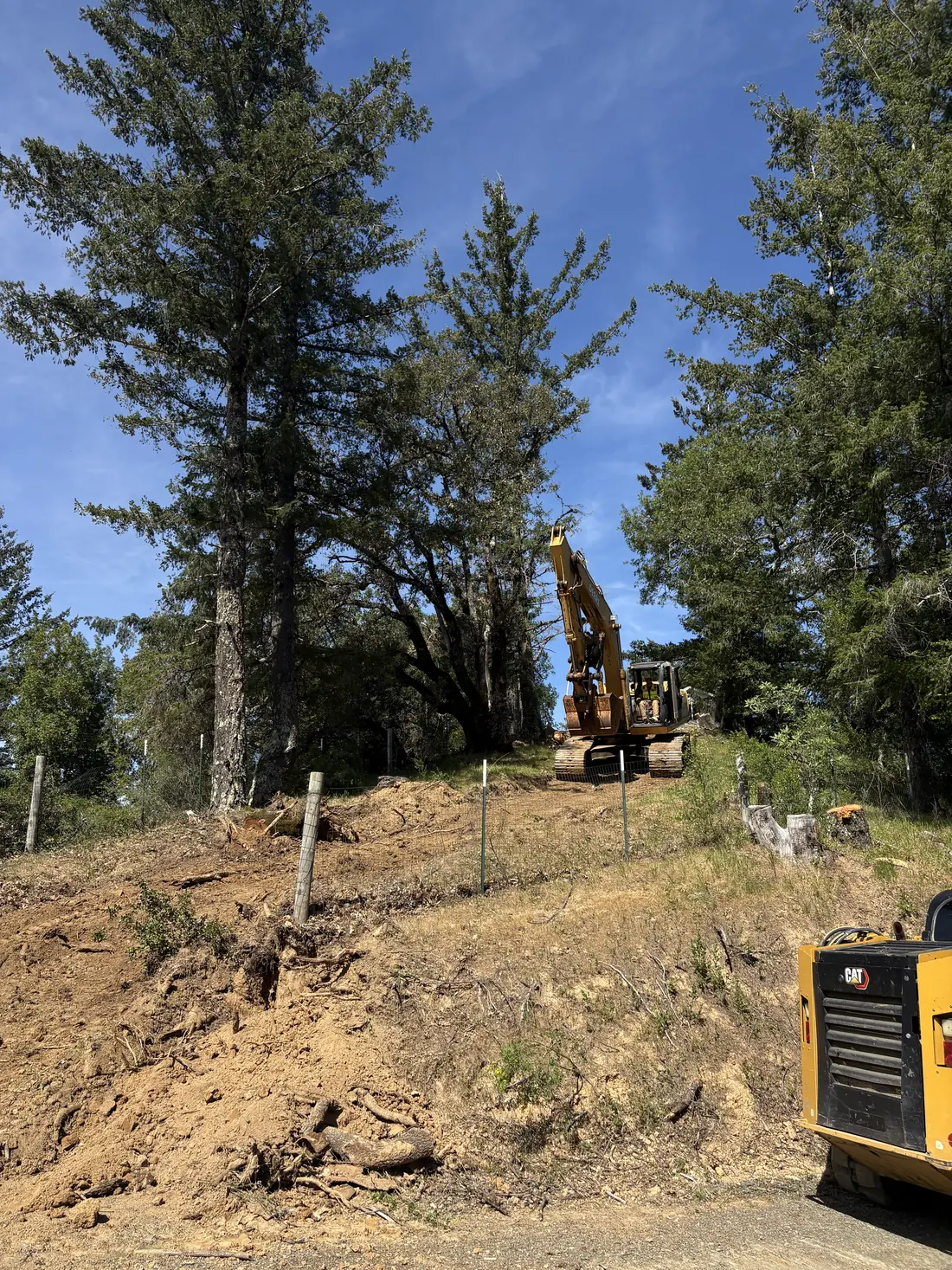 Excavator clearing brush beneath a large oak